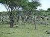 hunting-hartebeest6.JPG