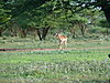 hunting-impala-02.JPG