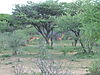 hunting-impala-03.JPG