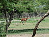 hunting-impala-05.JPG