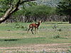 hunting-impala-06.JPG