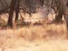 hunting-impala.jpg