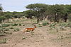 hunting-impala3.JPG