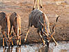 hunting-kudu-02.jpg