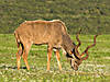 hunting-kudu-03.jpg