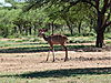 hunting-kudu-031.JPG