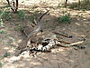 hunting-kudu-101.JPG