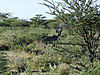 hunting-kudu-131.JPG