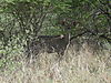 hunting-kudu-171.JPG