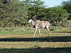 hunting-kudu-191.JPG