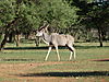 hunting-kudu-20.JPG