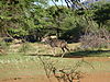 hunting-kudu-25.JPG