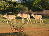 hunting-kudu-26.JPG