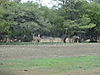 hunting-kudu-29.JPG
