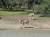 hunting-kudu-34.JPG