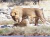 hunting-lioness.jpg
