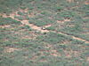 hunting-namibia-051.JPG