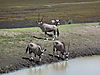 hunting-oryx-03.JPG