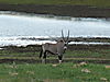 hunting-oryx-44.JPG