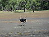 hunting-ostrich-06.JPG