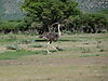 hunting-ostrich-18.JPG