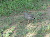 hunting-partridge-06.JPG