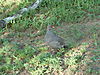 hunting-partridge-07.JPG