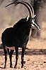 hunting-sable-antelope.jpg