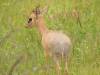 hunting-south-africa.jpg