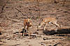 hunting-steenbok.jpg