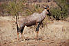 hunting-tsessebe1.jpg