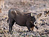 hunting-warthog-07.jpg