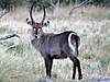 hunting-waterbuck-07.jpg