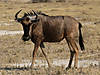 hunting-wildebeest-01.jpg