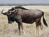 hunting-wildebeest-02.jpg