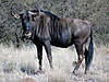 hunting-wildebeest-08.jpg