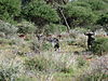 hunting-wildebeest-081.JPG