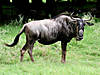 hunting-wildebeest-09.jpg