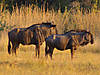 hunting-wildebeest-10.jpg