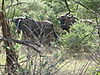 hunting-wildebeest-101.JPG