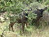 hunting-wildebeest-111.JPG