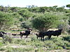 hunting-wildebeest-141.JPG