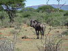 hunting-wildebeest-161.JPG