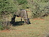 hunting-wildebeest-181.JPG