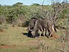 hunting-wildebeest-23.JPG