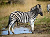 hunting-zebra-02.jpg