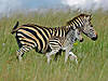 hunting-zebra-03.jpg