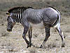 hunting-zebra-06.jpg
