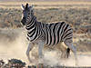 hunting-zebra-07.jpg