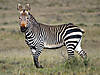hunting-zebra-08.jpg